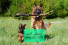 سگ ژرمن شپرد آموزش دیده در تهران در گروه سگ و گربه در یکمیوه