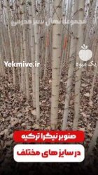 نهال صنوبر سبز و نگرا اصل در اصفهان