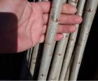 فروش خرید نهال اصل ترک نگرا در بانه