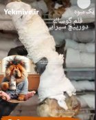 غذا تشویقی پروتئینی سگ در تهران