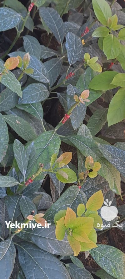 فروش انواع نهال آووکادو در سلمان در سلمان شهر در گروه خرید و فروش نهال آووکادو در یکمیوه -عکس1