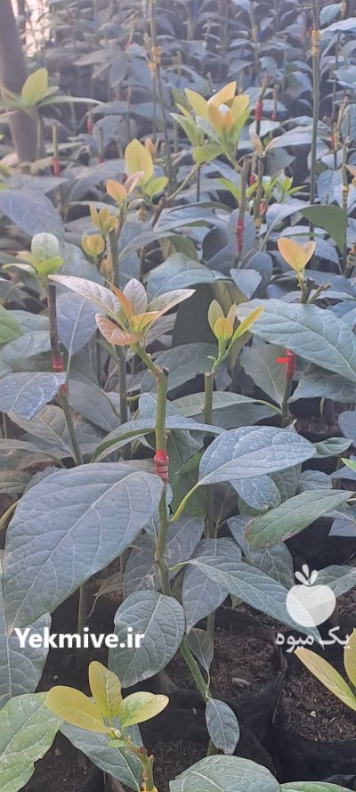 فروش انواع نهال آووکادو در سلمان در سلمان شهر در گروه خرید و فروش نهال آووکادو در یکمیوه -عکس2