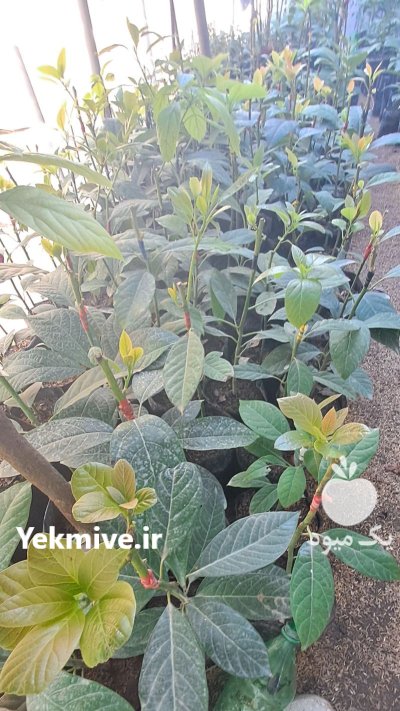 فروش انواع نهال آووکادو در سلمان در سلمان شهر در گروه خرید و فروش نهال آووکادو در یکمیوه -عکس3