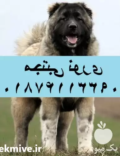 مرکز فروش سگ نژاد کیفیت بالا در مهر در گروه سگ و گربه در یکمیوه -عکس1