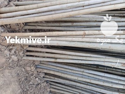 نهال درخت صنوبر سنوبر انگشتی دسته در همدان در گروه خرید و فروش نهال درخت در یکمیوه -عکس1