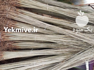 نهال درخت صنوبر سنوبر انگشتی دسته در همدان در گروه خرید و فروش نهال درخت در یکمیوه -عکس2