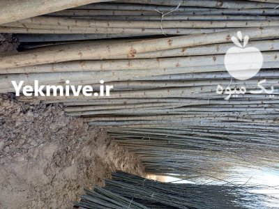 نهال درخت صنوبر سنوبر انگشتی دسته در همدان در گروه خرید و فروش نهال درخت در یکمیوه -عکس3