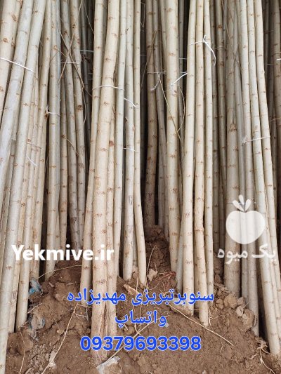 نهال درخت صنوبر سنوبر دسته کلنگ در همدان در گروه خرید و فروش نهال صنوبر در یکمیوه -عکس2