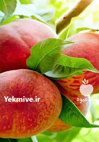 نهال نهالستان میاندوآب گلخانه گل در اصفهان در گروه خرید و فروش نهالستان در یکمیوه -عکس1