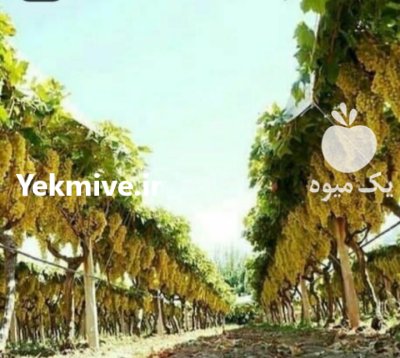 نهال انگور تضمینی در نهالستان در قیدار در گروه خرید و فروش نهال در یکمیوه -عکس1