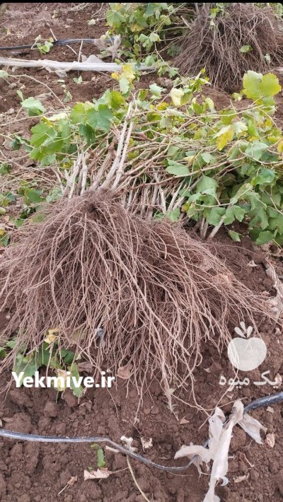 نهال انگور تضمینی در نهالستان در قیدار در گروه خرید و فروش نهال در یکمیوه -عکس2