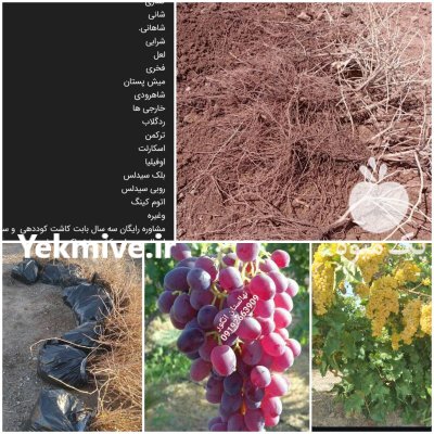 نهال انگور تضمینی در نهالستان در قیدار در گروه خرید و فروش نهال در یکمیوه -عکس3