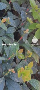 فروش انواع نهال آووکادو در سلمان در سلمان شهر در گروه خرید و فروش نهال آووکادو در یکمیوه