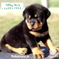 قیمت خرید سگ گارد و نگهبان در اصفهان در گروه سگ و گربه در یکمیوه