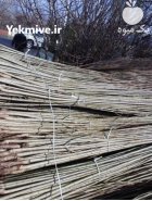 نهال درخت صنوبر سنوبر دسته کلنگ در همدان در گروه خرید و فروش نهال صنوبر در یکمیوه