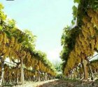 نهال انگور تضمینی در نهالستان در قیدار در گروه خرید و فروش نهال در یکمیوه