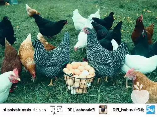 فروش جوجه مرغ تخمگذار در ارومیه در گروه مرغ و خروس و بوقلمون و اردک قو قاز در یکمیوه -عکس1