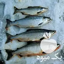 فروش بچه ماهی در ارومیه در گروه خرید و فروش بچه ماهی در یکمیوه -عکس1