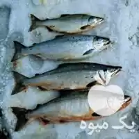 فروش بچه ماهی در ارومیه در گروه خرید و فروش بچه ماهی در یکمیوه