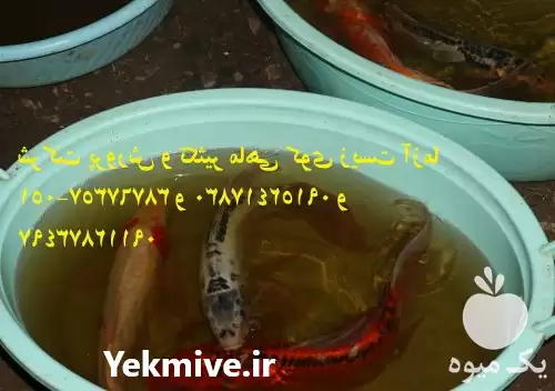 فروش شرکت تکثیر پرورش ماهی کوی در سنگر در گروه خرید و فروش ماهی کوی در یکمیوه -عکس1