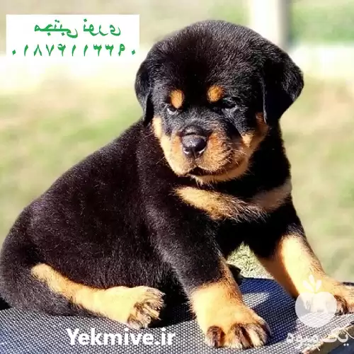 فروش سگ گارد و نگهبان در اصفهان در گروه سگ و گربه در یکمیوه -عکس1