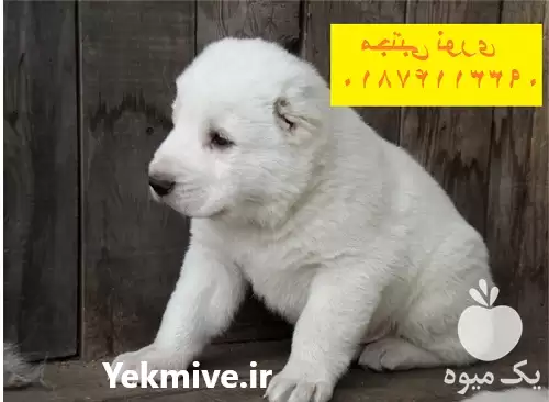 آلابای روس نژادی بافاداری در کرج در گروه سگ و گربه در یکمیوه -عکس1