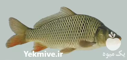 قیمت خرید لارو بچه ماهی گرمابی در سنگر در گروه خرید و فروش بچه ماهی در یکمیوه -عکس1