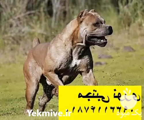 فروش توله سگ کن کورسو اصیل در زنجان در گروه سگ و گربه در یکمیوه -عکس1