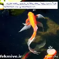 فروش عمده ماهی کوی باله بلندوپوست در سنگر در گروه خرید و فروش ماهی کوی در یکمیوه