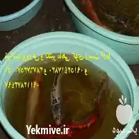 فروش شرکت تکثیر پرورش ماهی کوی در سنگر در گروه خرید و فروش ماهی کوی در یکمیوه