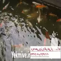فروش ویژه انواع ماهی کوی صادراتی در سنگر در گروه خرید و فروش ماهی کوی در یکمیوه