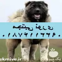 مرکز فروش نژاد کیفیت بالا در مهر در گروه سگ و گربه در یکمیوه