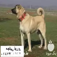 خرید فروش سگ کانگال اصیل ترکیه در مهر در گروه سگ و گربه در یکمیوه