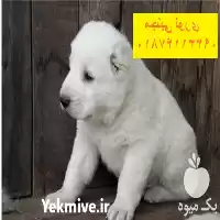 آلابای روس نژادی بافاداری در کرج در گروه سگ و گربه در یکمیوه