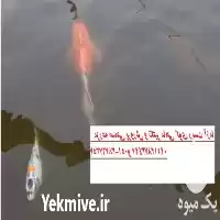 مرکز فروش عمده کوی باله بلند در مشهد در گروه خرید و فروش ماهی کوی در یکمیوه