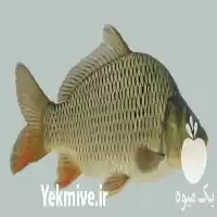 قیمت خرید لارو بچه ماهی گرمابی در سنگر در گروه خرید و فروش بچه ماهی در یکمیوه