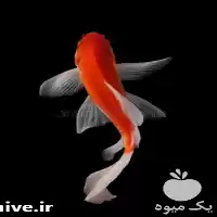 فروش انواع ماهی های کوی در مشهد در گروه خرید و فروش انواع ماهی در یکمیوه