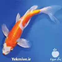 قیمت خرید تکثیر در سنگر در گروه خرید و فروش ماهی کوی در یکمیوه