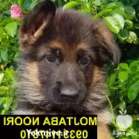 قیمت خرید بهترین نژاد سگ با کیفیت در تهران در گروه سگ و گربه در یکمیوه