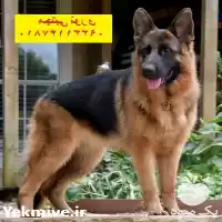 قیمت خرید روش تخصصی ژرمن شپرد در کرج در گروه سگ و گربه در یکمیوه