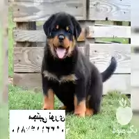 فروش ویژه سگ خانگی در کرج در گروه سگ و گربه در یکمیوه