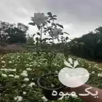 فروش فوری نهال گل محمدی در الیگودرز در گروه خرید و فروش نهال گل محمدی در یکمیوه