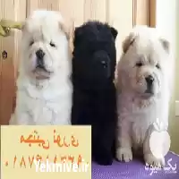 فروش چاوچاو خرسی در کرج در گروه سگ و گربه در یکمیوه