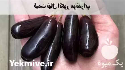 قیمت خرید انواع نهال انگور ایرانی در کرج در گروه خرید و فروش نهال انگور در یکمیوه -عکس1