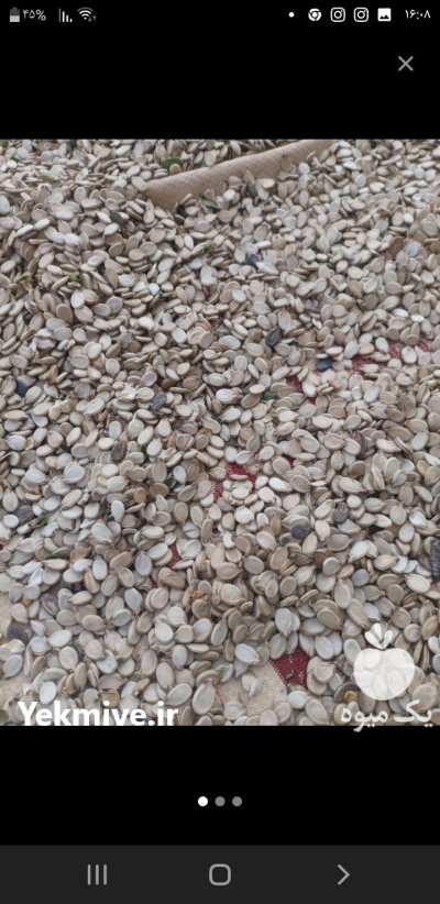 تخمه هندوانه در سرخس در گروه خرید و فروش انواع تخمه در یکمیوه -عکس2