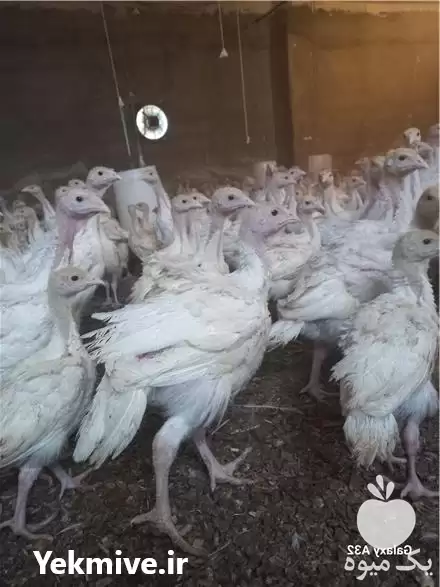 فروش بوقلمون بیوتی گوشتی روزه روزه در لنگرود در گروه مرغ و خروس و بوقلمون و اردک قو قاز در یکمیوه -عکس1