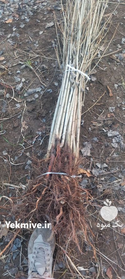 نهال درخت صنوبر نگرا ترکیه تبریزی در قروه در جزین در گروه خرید و فروش نهال صنوبر در یکمیوه -عکس2