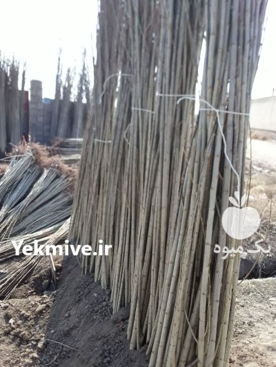 نهال درخت صنوبر نگرا اصل ترکیه در دوزدوزان در گروه خرید و فروش نهال درخت در یکمیوه -عکس4