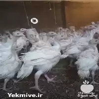 فروش بوقلمون بیوتی گوشتی روزه روزه در لنگرود در گروه مرغ و خروس و بوقلمون و اردک قو قاز در یکمیوه