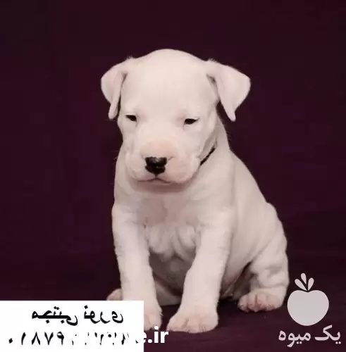 قیمت خرید سگ داگو آرژانتینو وارداتی در گرگان در گروه سگ و گربه در یکمیوه -عکس1